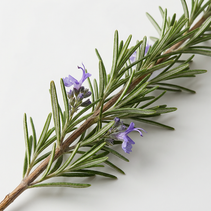 Rosemary Oil